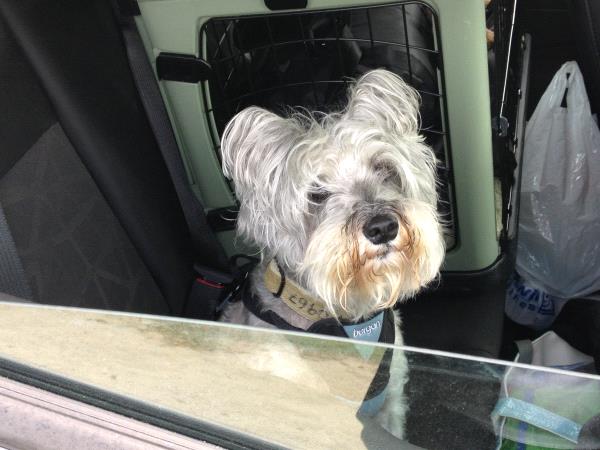 /Images/uploads/Humane Rescue Alliance/HRACalendarPhotoContest/entries/8635thumb.jpg